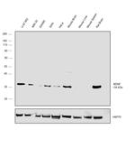 BDNF Antibody in Western Blot (WB)