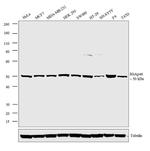 RbAp46 Antibody in Western Blot (WB)