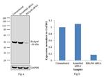 RbAp46 Antibody in Western Blot (WB)