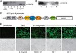 Mycobacterium tuberculosis ESAT-6 Antibody in Western Blot, Immunoprecipitation (WB, IP)