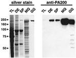 PSME4 Antibody in Western Blot (WB)