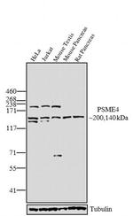 PSME4 Antibody in Western Blot (WB)