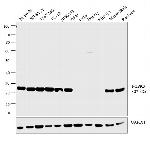 PGP9.5 Antibody in Western Blot (WB)