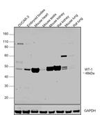 WT1 Antibody in Western Blot (WB)