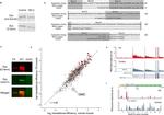 Dystrophin Antibody in Western Blot (WB)