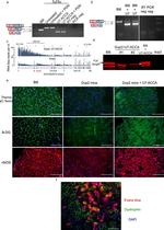 Dystrophin Antibody in Western Blot, Immunohistochemistry (WB, IHC)