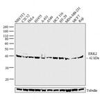 ERK2 Antibody in Western Blot (WB)