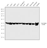 beta Tubulin Antibody in Western Blot (WB)