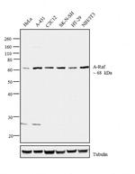 A-Raf Polyclonal Antibody