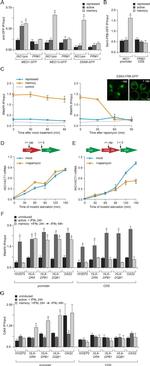 CDK8 Antibody in ChIP Assay (ChIP)