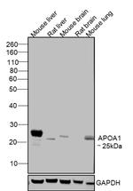 ApoA1 Polyclonal Antibody