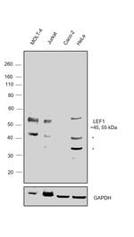 LEF1 Antibody in Western Blot (WB)