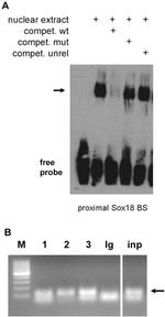 SOX18 Antibody in ChIP Assay, Gel Shift (ChIP, EMSA)