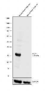 UCP1 Polyclonal Antibody