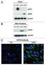 UCP3 Antibody in Western Blot (WB)