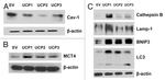 UCP3 Antibody in Western Blot (WB)