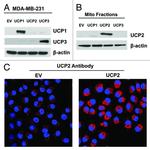 UCP3 Antibody in Western Blot (WB)