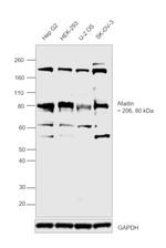 l-Afadin Polyclonal Antibody