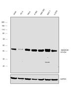 SMARCB1 Antibody in Western Blot (WB)