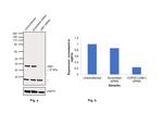 JAB1 Antibody in Western Blot (WB)