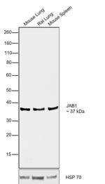 JAB1 Antibody in Western Blot (WB)