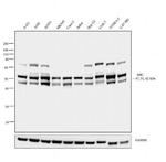 SHC Antibody in Western Blot (WB)