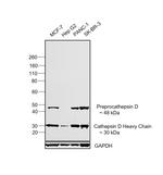 Cathepsin D Antibody in Western Blot (WB)