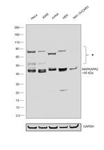 MAPKAPK2 Antibody in Western Blot (WB)