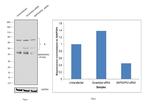 MAPKAPK2 Antibody in Western Blot (WB)