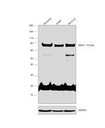 WEE1 Antibody in Western Blot (WB)
