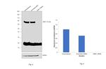 WEE1 Antibody in Western Blot (WB)