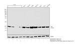 BID Antibody in Western Blot (WB)