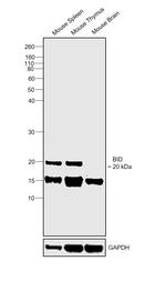 BID Polyclonal Antibody