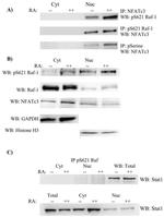 Phospho-c-Raf (Ser621) Antibody in Immunoprecipitation (IP)