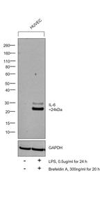 IL-6 Antibody in Western Blot (WB)