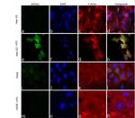 ApoA2 Antibody in Immunocytochemistry (ICC/IF)