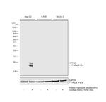 ApoA2 Antibody in Western Blot (WB)