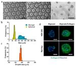 Collagen I Antibody in Immunocytochemistry (ICC/IF)