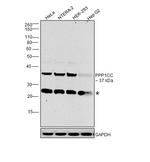 PP1 gamma Antibody in Western Blot (WB)