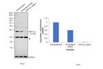PP1 gamma Antibody in Western Blot (WB)