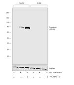 Transferrin Antibody in Western Blot (WB)