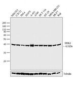 ERK2 Antibody in Western Blot (WB)