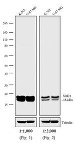 Mouse IgG (H+L) Secondary Antibody in Western Blot (WB)