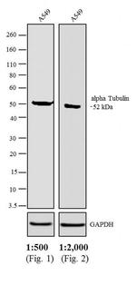 Rabbit anti-Rat IgG (H+L) Secondary Antibody, AP
