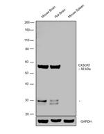 CX3CR1 Polyclonal Antibody