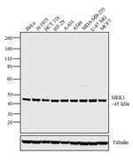 MEK1 Polyclonal Antibody