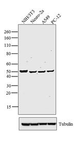 Cdc37 Antibody in Western Blot (WB)