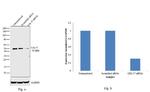 Cdc37 Antibody in Western Blot (WB)