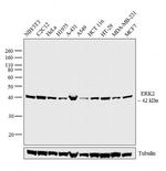 ERK2 Antibody in Western Blot (WB)