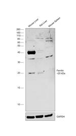 Ferritin Polyclonal Antibody